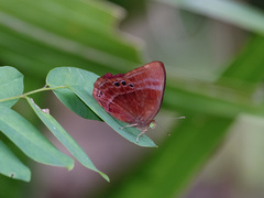 Abisara saturata