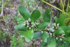 Persoonia confertiflora