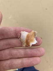 Ancillista velesiana