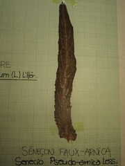 Senecio pseudoarnica