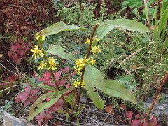Solidago pacifica