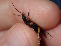 Chlaenius flaviguttatus