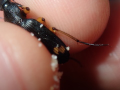 Chlaenius flaviguttatus