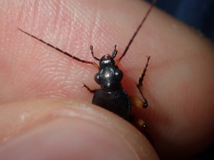 Chlaenius flaviguttatus