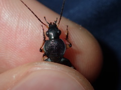 Chlaenius flaviguttatus