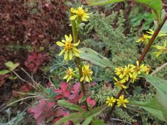 Solidago pacifica