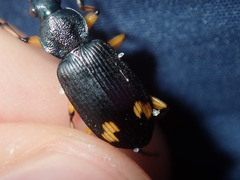 Chlaenius flaviguttatus