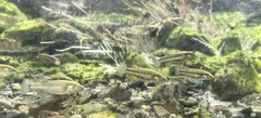 Crenichthys baileyi moapae