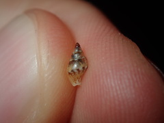 Pseudamycla dermestoidea