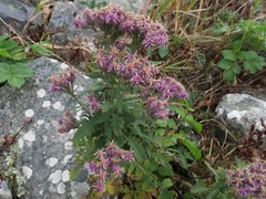 Saussurea neopulchella