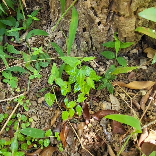 Cynanchum tunicatum, photograph 5