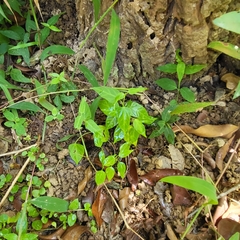 Cheongweei Gan, CC BY, iNaturalist via GBIF Cynanchum tunicatum, photograph Cheongweei Gan, CC BY, iNaturalist via GBIF