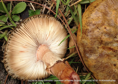 Amanita brunneolocularis