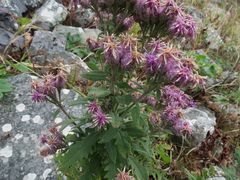 Saussurea neopulchella