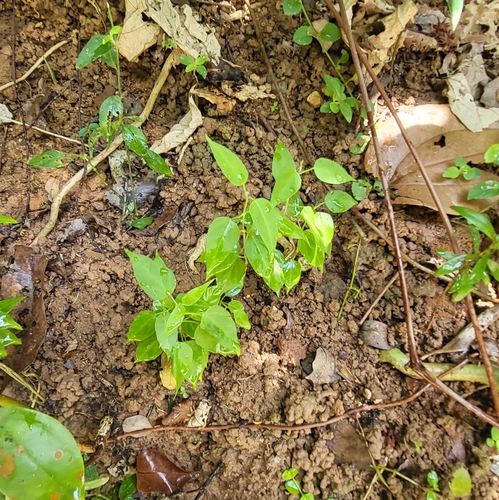 Cynanchum tunicatum, photograph 6