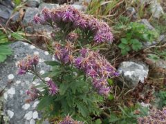 Saussurea neopulchella