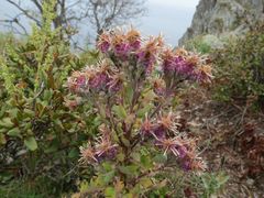 Saussurea neopulchella