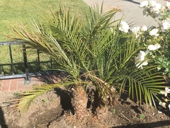 Arecaceae