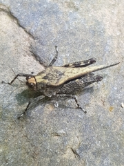 Timoritettix platynotus