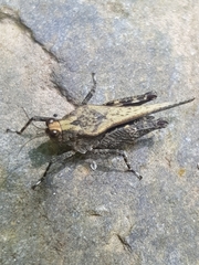 Timoritettix platynotus