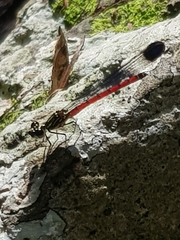 Rhinocypha pagenstecheri timorana