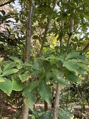 Quercus serrata brevipetiolata
