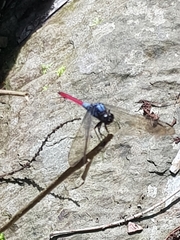 Orthetrum schneideri