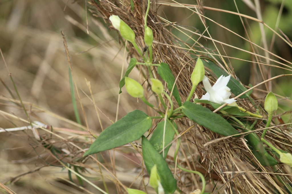 Cát đằng thơm – Thunbergia fragrans