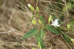 Fragrant Thunbergia (Thunbergia fragrans)