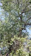 Populus fremontii fremontii