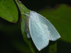 Nymphostola galactina