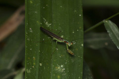 Hapalopezella maculata