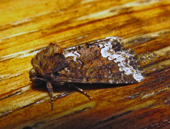 Oligia strigilis