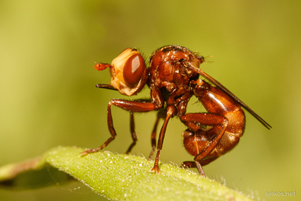 Sicinae