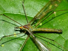 Leptotarsus albistigma