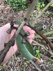Eucalyptus saligna