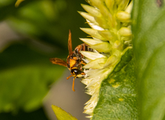 Eumeninae