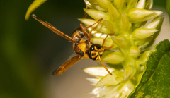 Eumeninae
