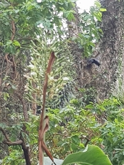Xylocopa perforator