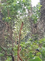 Xylocopa perforator