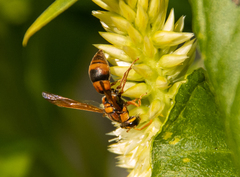 Eumeninae