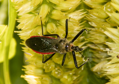 Sphedanolestes
