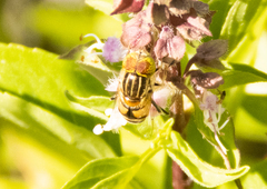 Eristalinus