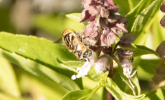 Eristalinus