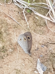 Ypthima aphnius