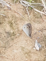 Ypthima aphnius