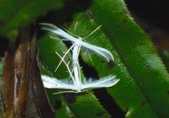 Pterophorus monospilalis