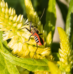 Sphedanolestes