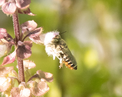 Eutricharaea