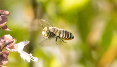 Eutricharaea